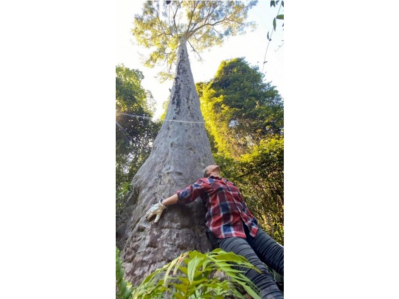 74 Stringybark Lane – Toonumbar, Kyogle NSW 2474