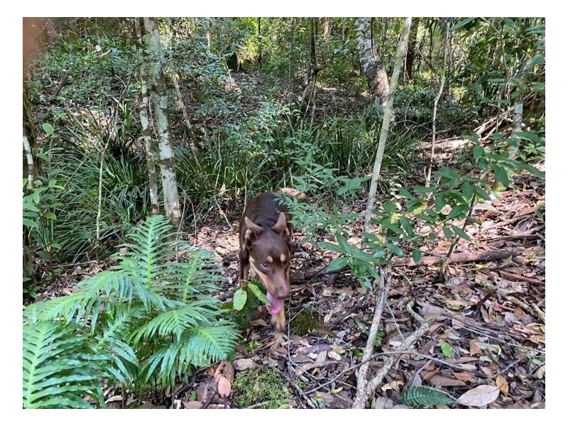 74 Stringybark Lane – Toonumbar, Kyogle NSW 2474