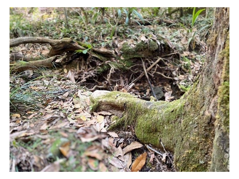 74 Stringybark Lane – Toonumbar, Kyogle NSW 2474