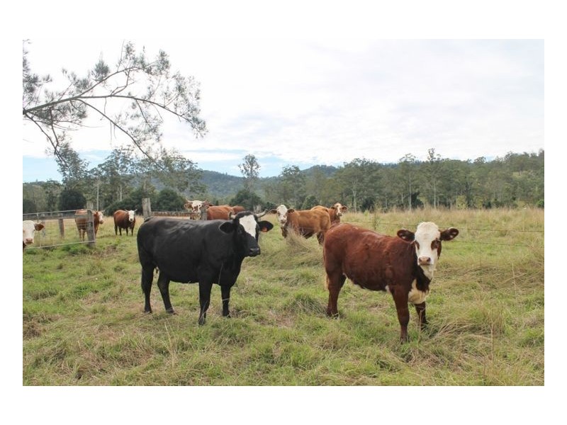 Lot 433 Iron Pot Creek Road, Iron Pot Creek, Kyogle NSW 2474