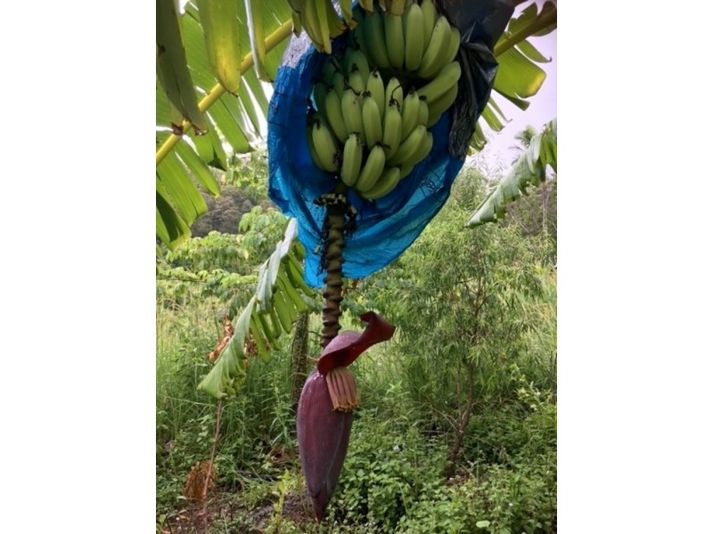 34/265 Martin Road – Larnook, Nimbin NSW 2480