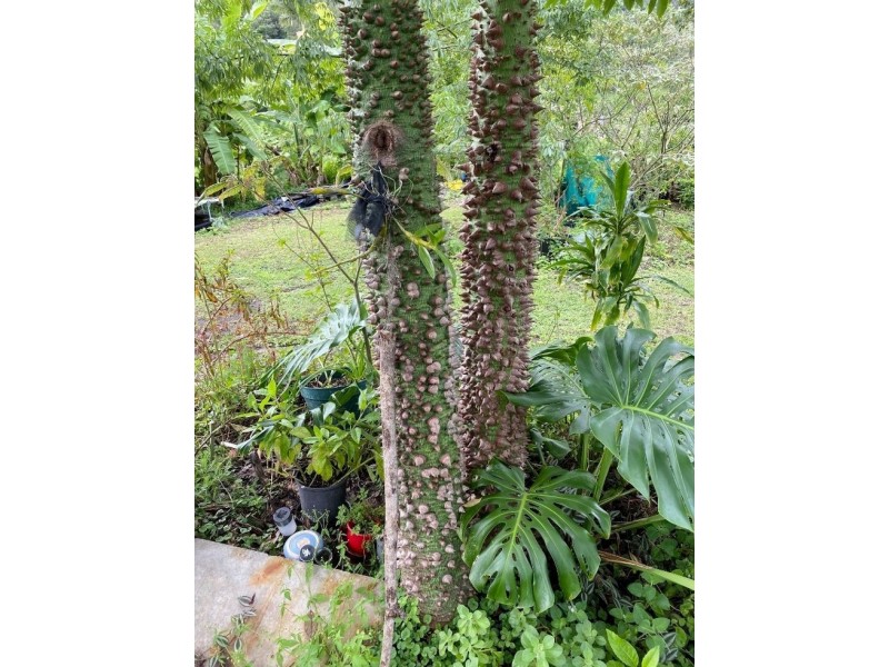 34/265 Martin Road – Larnook, Nimbin NSW 2480