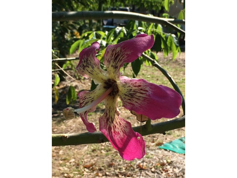 34/265 Martin Road – Larnook, Nimbin NSW 2480