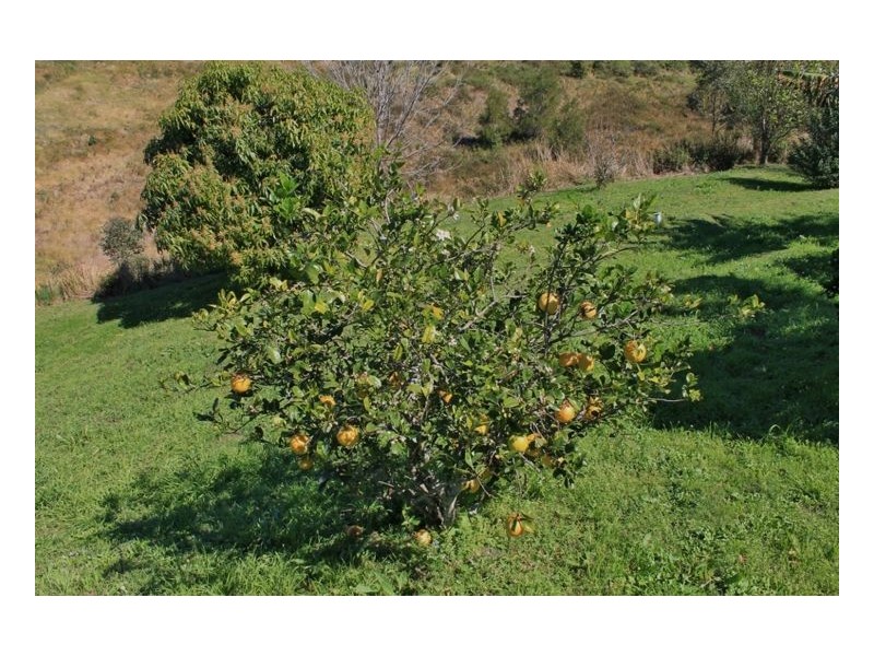 1081 Collins Creek Road – Collins Creek, Kyogle NSW 2474