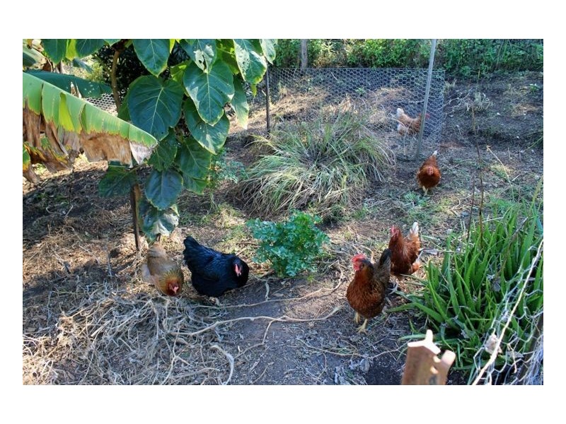 1081 Collins Creek Road – Collins Creek, Kyogle NSW 2474