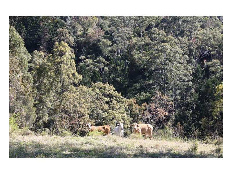 Kyogle NSW 2474