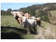Kyogle NSW 2474