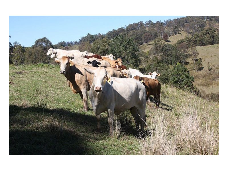 Kyogle NSW 2474