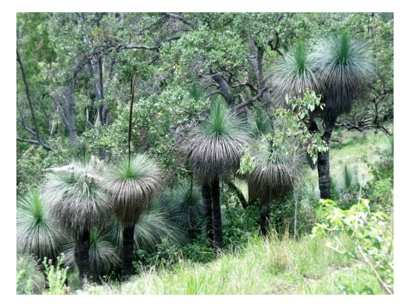 lot4 Homeleigh Road, Kyogle NSW 2474