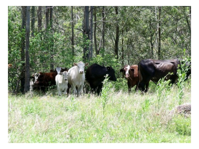 lot4 Homeleigh Road, Kyogle NSW 2474