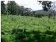 lot4 Homeleigh Road, Kyogle NSW 2474