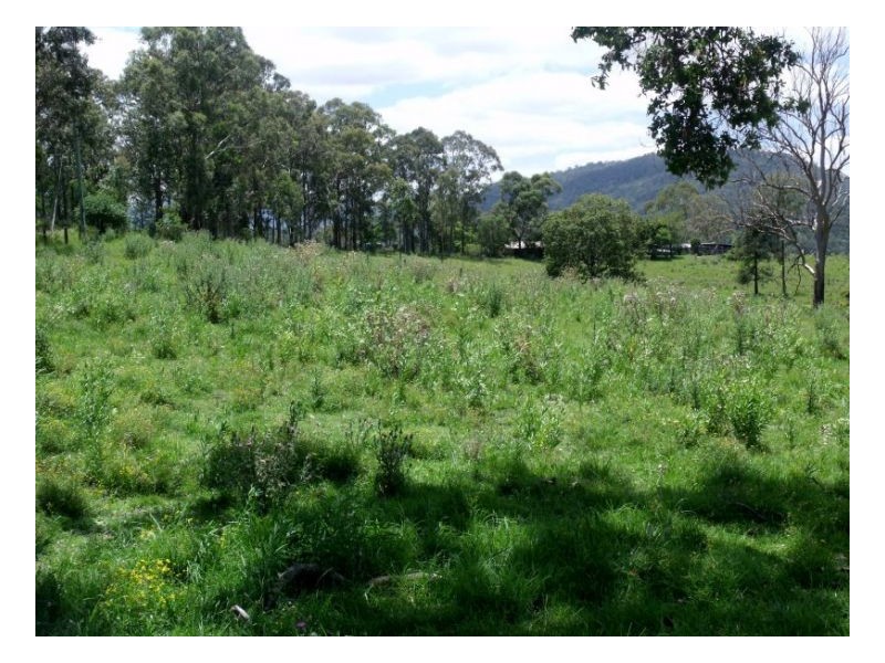 lot4 Homeleigh Road, Kyogle NSW 2474