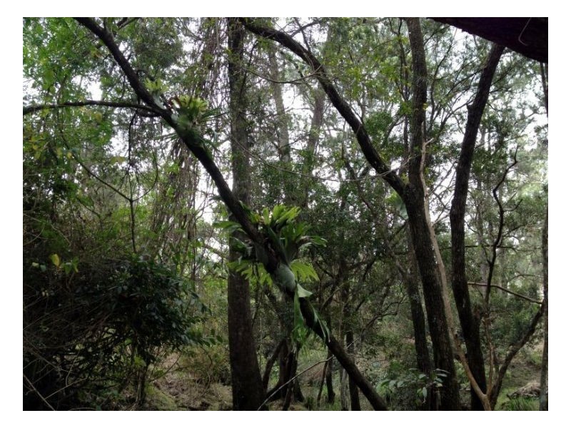 lot4 Homeleigh Road, Kyogle NSW 2474