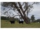 Lot 228 Beaury Creek Road, Urbenville NSW 2475
