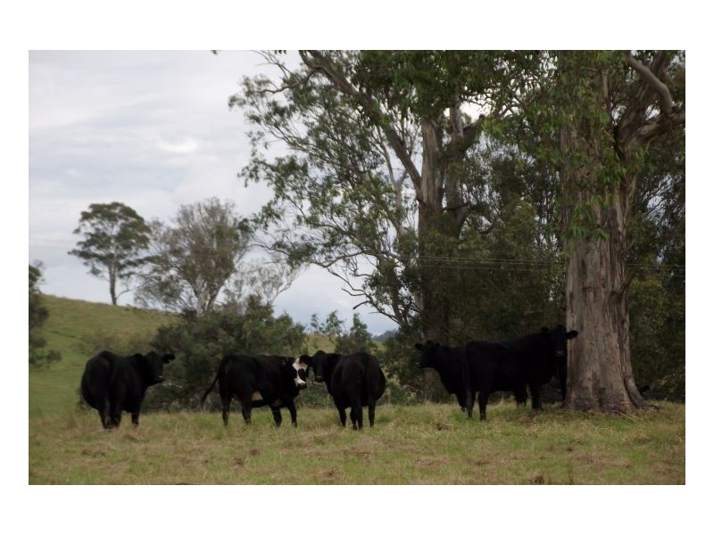 Lot 228 Beaury Creek Road, Urbenville NSW 2475