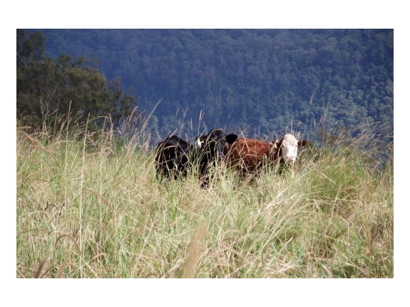 Kyogle NSW 2474