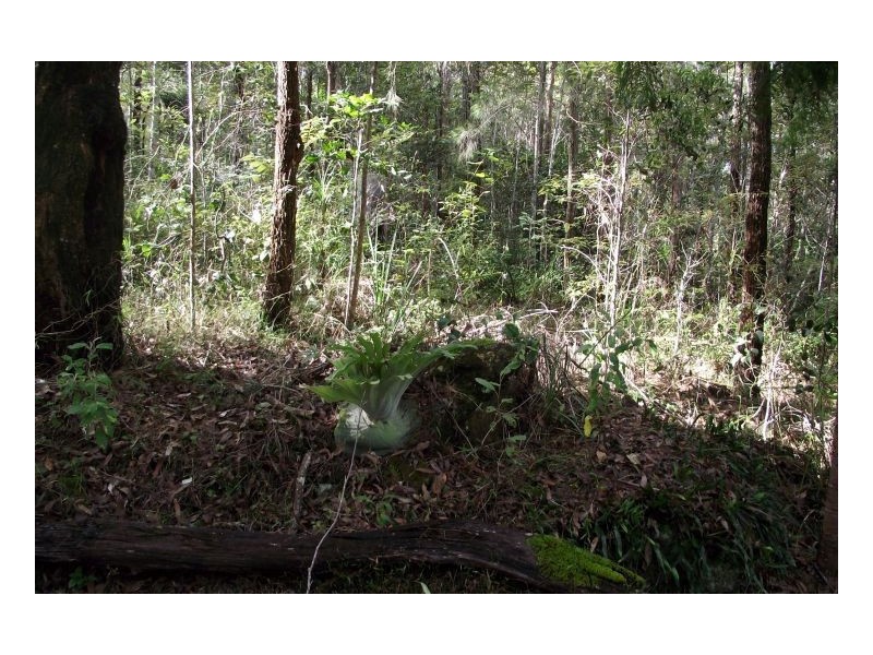 25 Dingo Gully Road, Kyogle NSW 2474