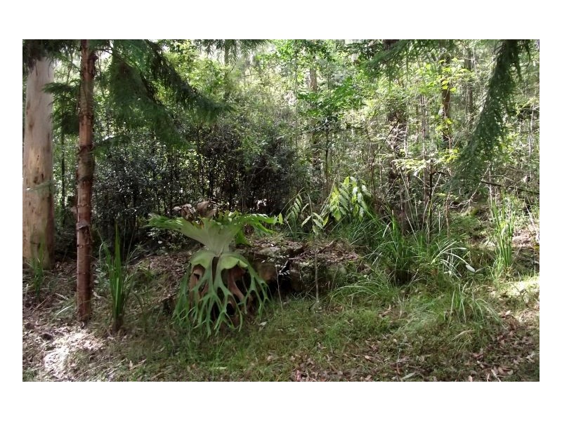 25 Dingo Gully Road, Kyogle NSW 2474