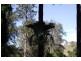 Kyogle NSW 2474