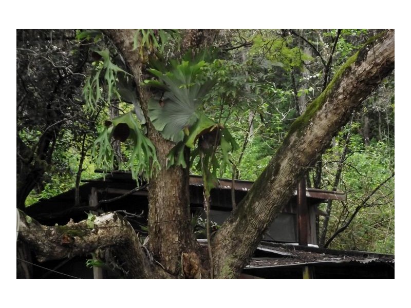 582 Horseshoe Creek Road, Kyogle NSW 2474