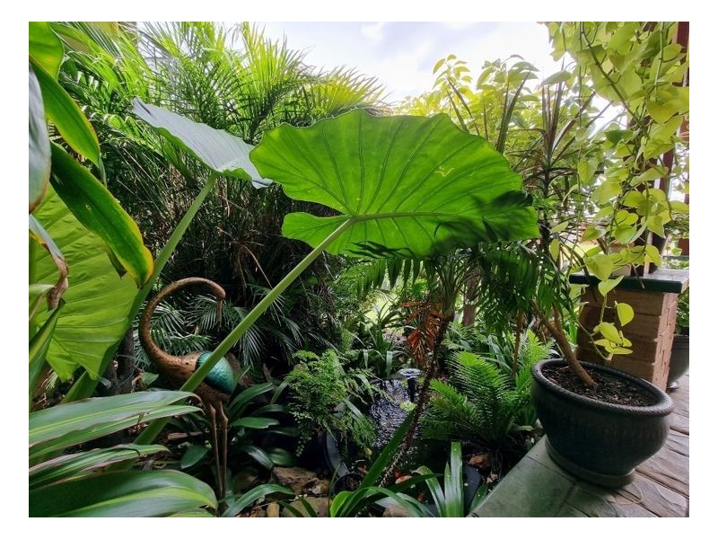 6 Carrabean Court, Kyogle NSW 2474