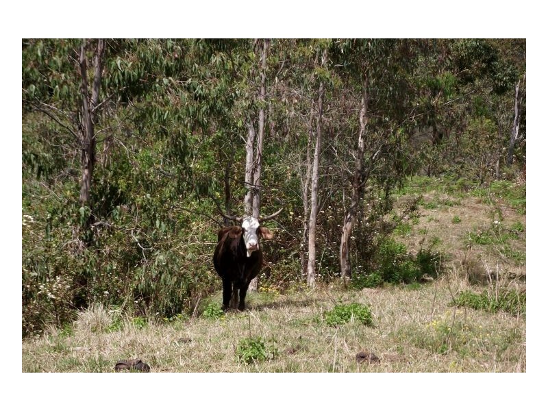 Lot 22 Lions Road, Kyogle NSW 2474