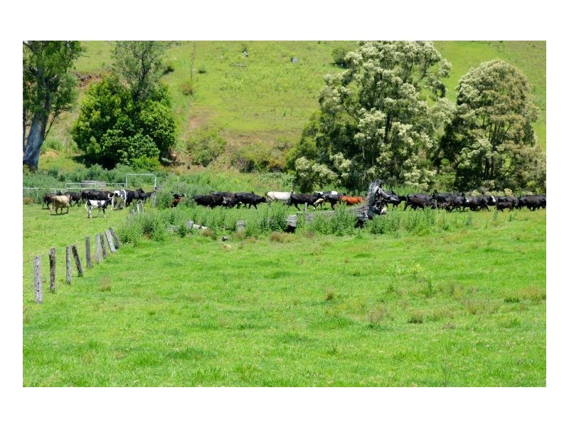 219 *Gradys Creek Road, Kyogle NSW 2474