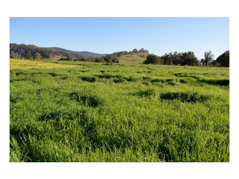 219 *Gradys Creek Road, Kyogle NSW 2474