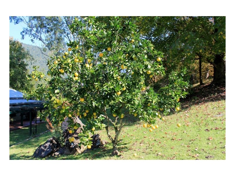 936 Roseberry Creek Rd, Kyogle NSW 2474