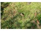 936 Roseberry Creek Rd, Kyogle NSW 2474