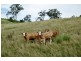 Lot 571 Afterlee Road, Kyogle NSW 2474
