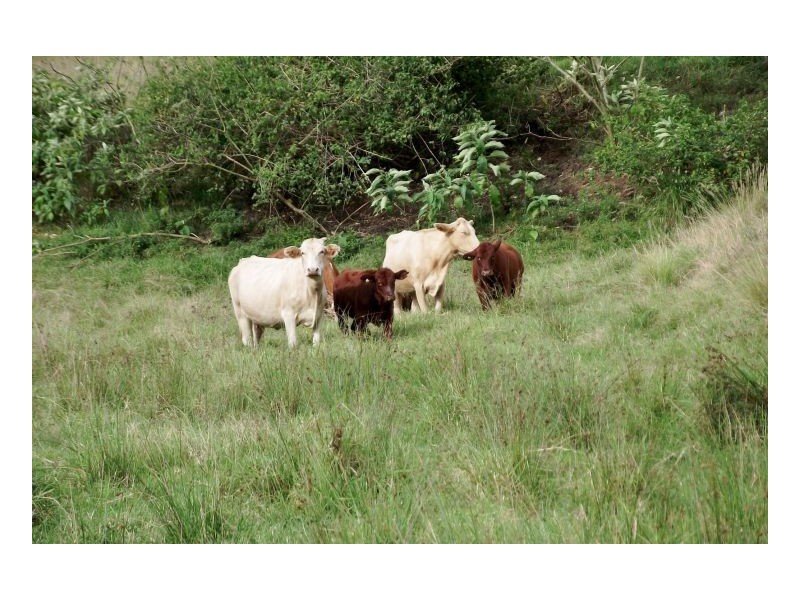 Lot 571 Afterlee Road, Kyogle NSW 2474