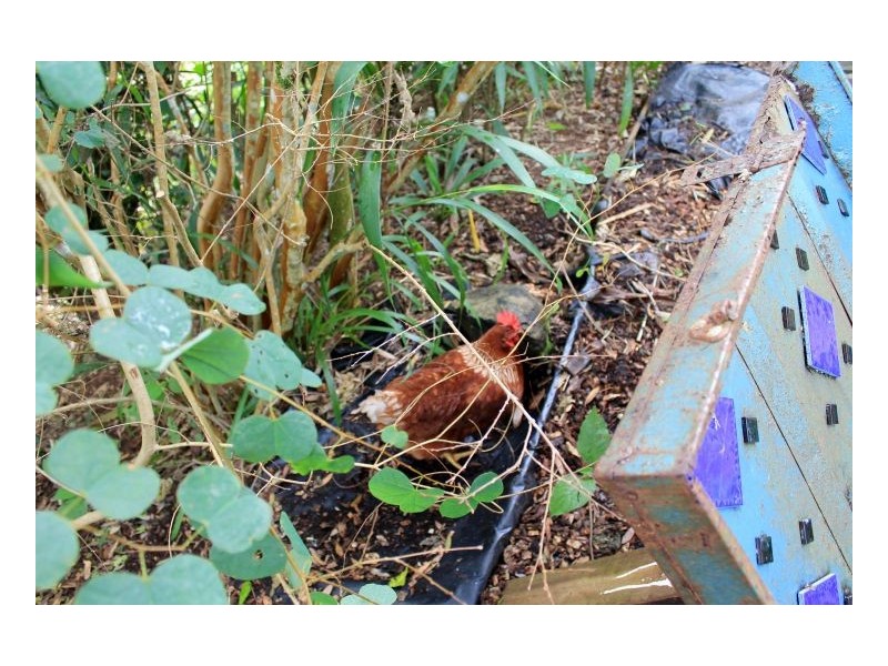 116 Boorabee Creek Road, Kyogle NSW 2474