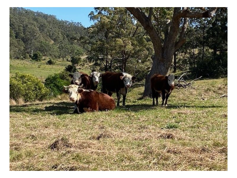 Lot 2 Old Cob O Corn Road, Kyogle NSW 2474