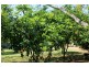 Kyogle NSW 2474