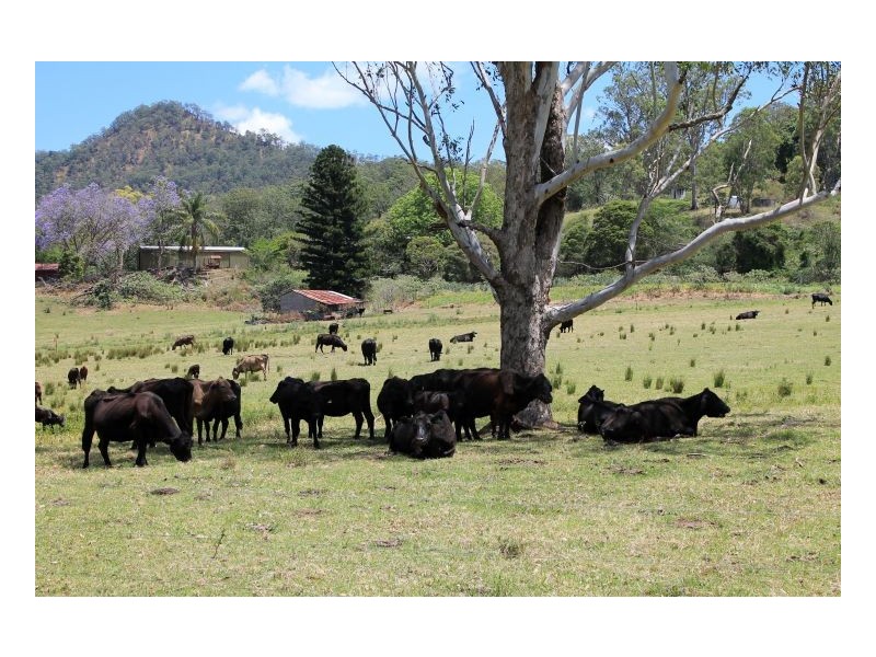 1061 Lynches Creek Road, Kyogle NSW 2474