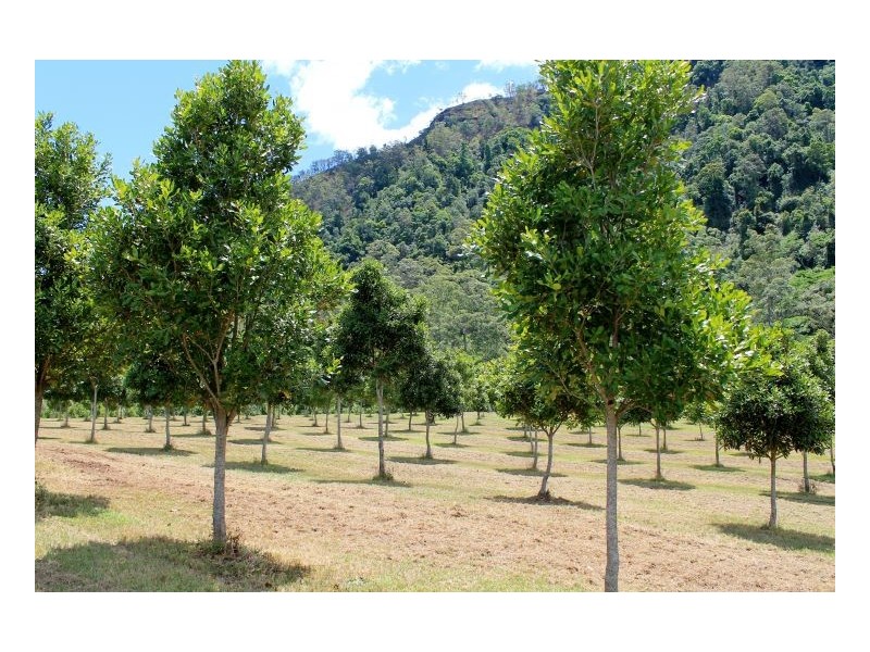 1061 Lynches Creek Road, Kyogle NSW 2474