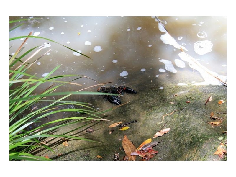 144 Stringy Bark Lane, Kyogle NSW 2474