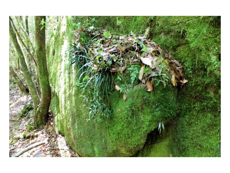 144 Stringy Bark Lane, Kyogle NSW 2474