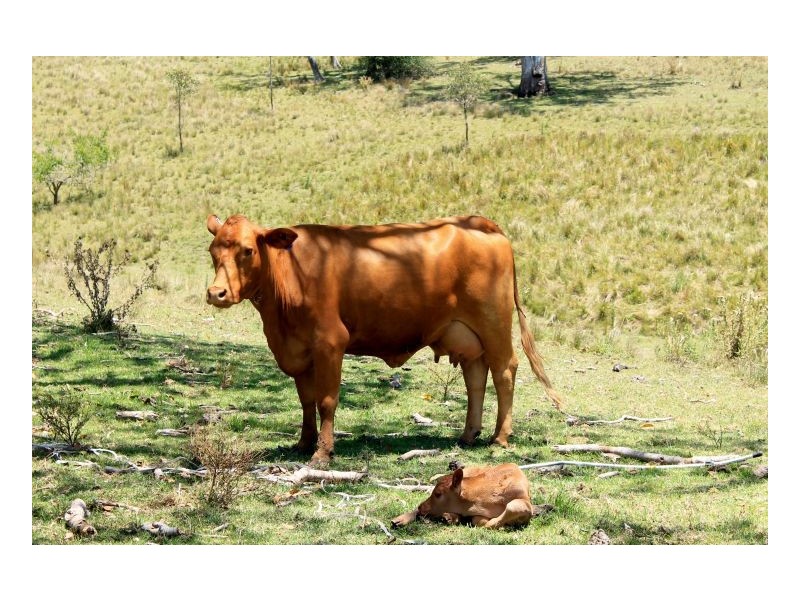 Kyogle NSW 2474