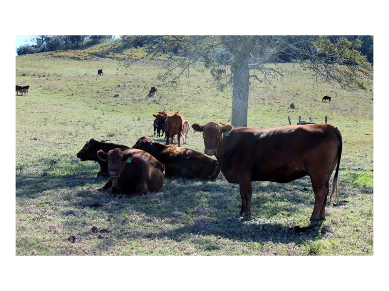 177 Voltz Road, Kyogle NSW 2474