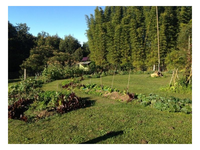 453 Tuntable Creek Road, The Channon NSW 2480