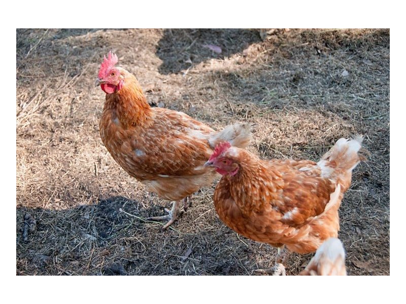 1438 Dyraaba Road, Casino NSW 2470