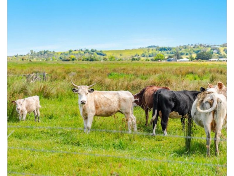 104 Gundurimba Rd, Lismore NSW 2480