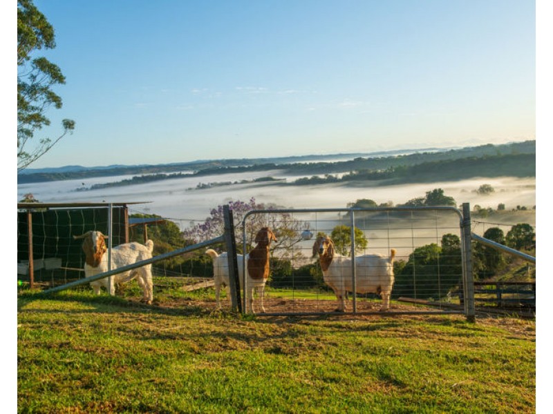 9 Quail Place, Richmond Hill NSW 2480