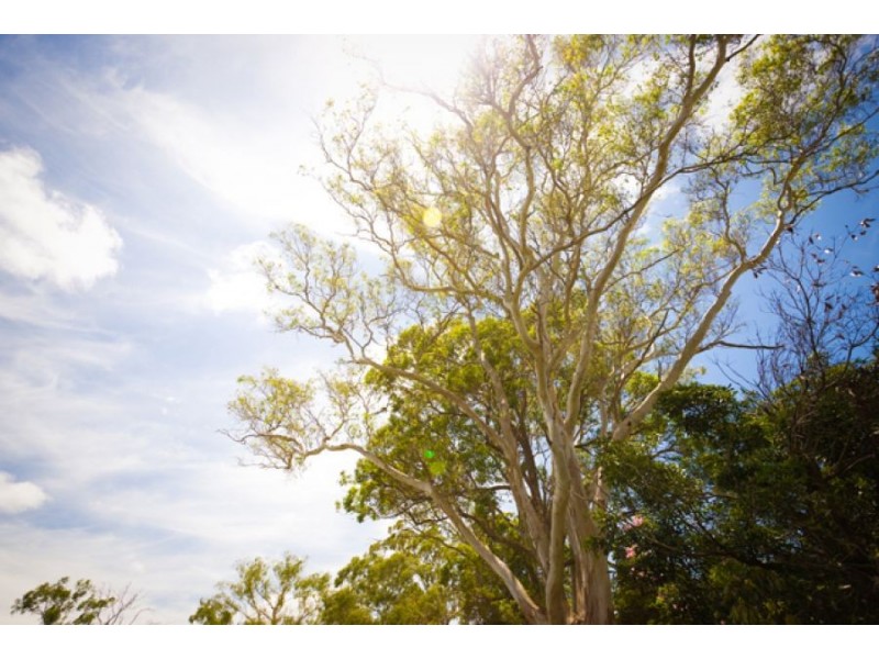 St Ives NSW 2075