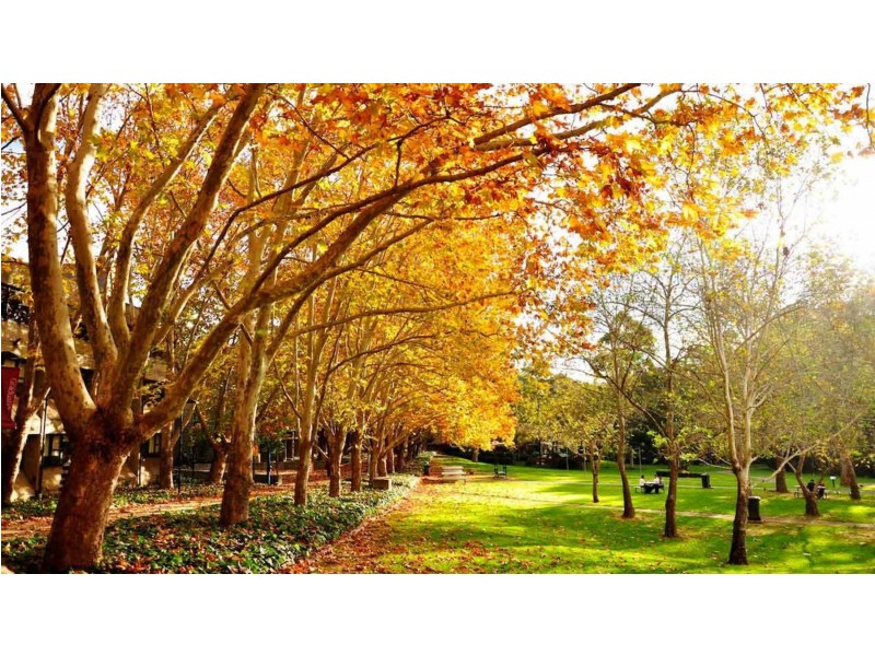 806/9 Mooltan Avenue, Macquarie Park NSW 2113