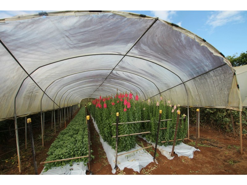 Yungaburra QLD 4884