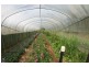 Yungaburra QLD 4884