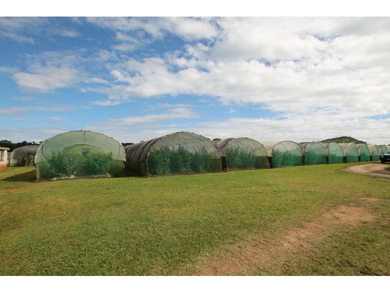 Yungaburra QLD 4884
